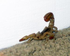 Scorpion!